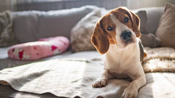 Beagle dog on a cozy sofa, couch, sun falls through window