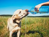 It’s National Pet Hydration Awareness Month!